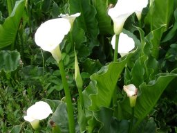 Zantedeschia aethiopica leaves